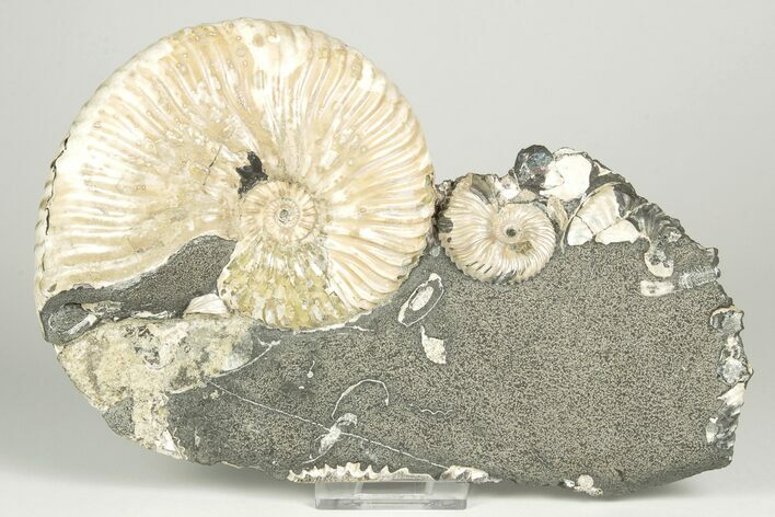 Cretaceous Ammonite (Deshayesites) Fossil Cluster - Russia #207461
